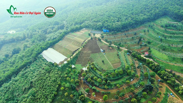 Trang trại rau hữu cơ nằm ở vùng núi có khí hậu mát mẻ, không khí trong lành