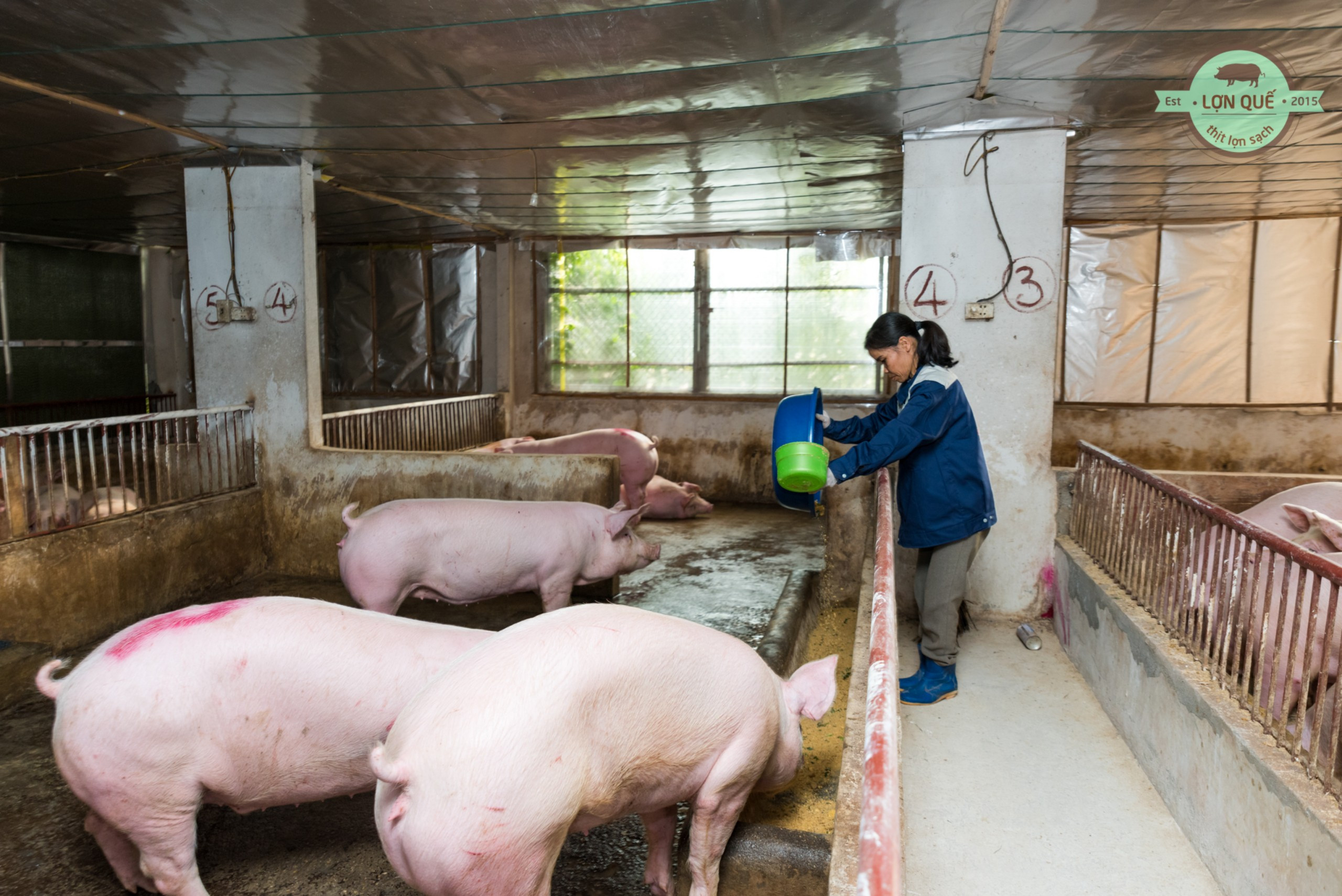 Lợn được cho ăn thức ăn sạch