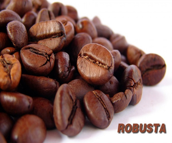Cà phê hạt nguyên chất Robusta