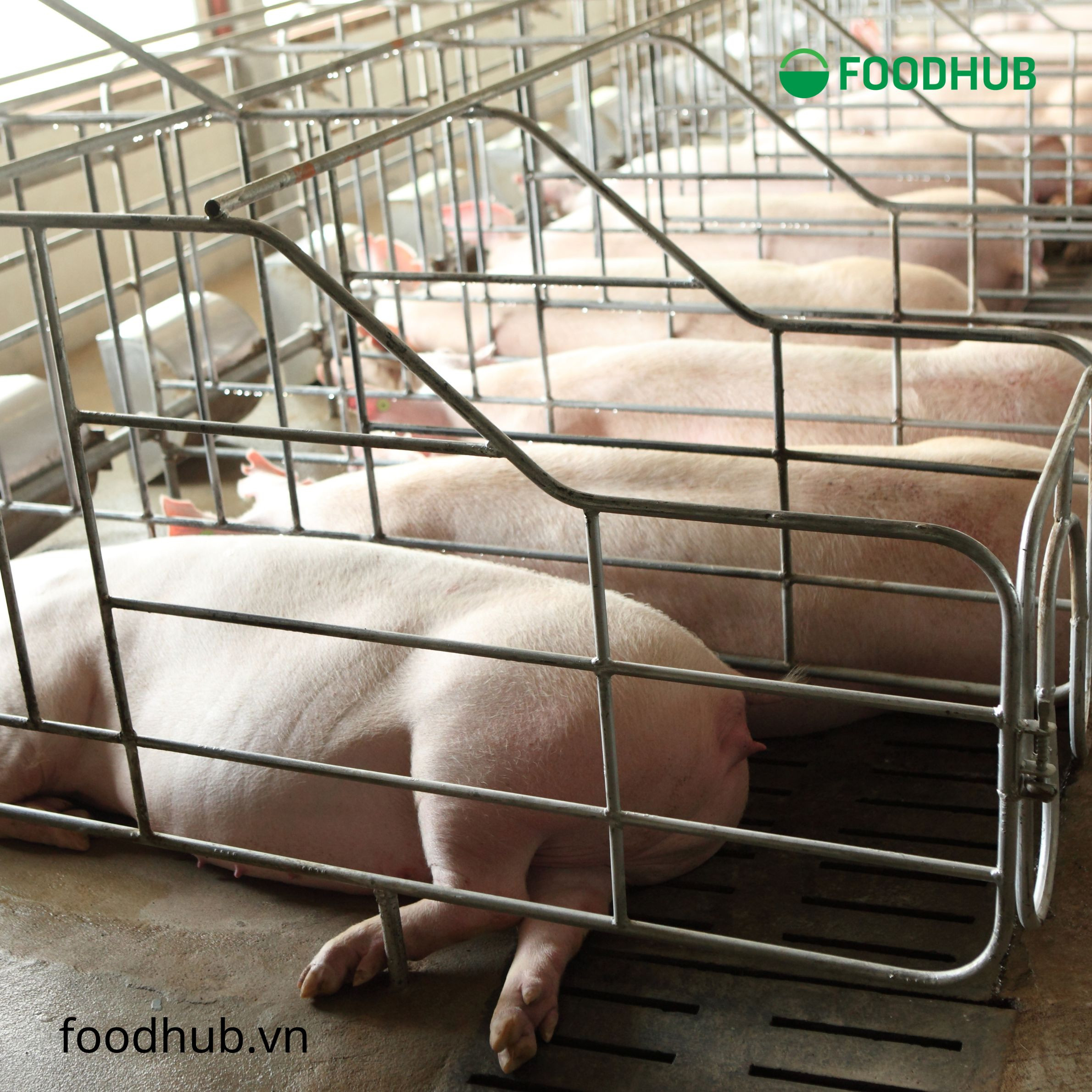 Một báo cáo năm 2001 của Liên hiệp các nhà khoa học có liên quan (UCS), một tổ chức vận động dựa trên khoa học, cho biết 24,6 triệu bảng thuốc kháng sinh được sử dụng cho mục đích tăng trọng lượng ở động vật cung cấp thực phẩm hàng năm.