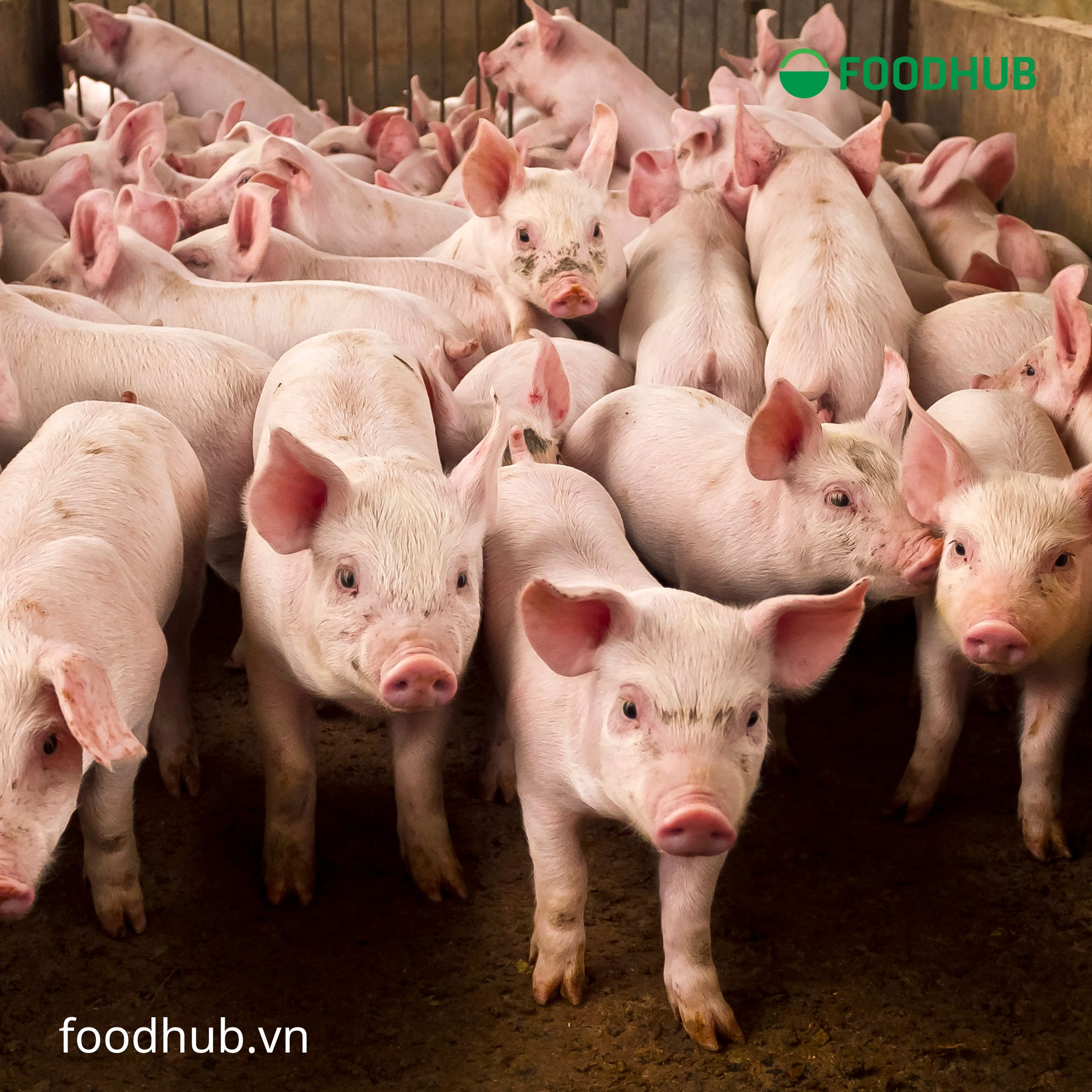Sử dụng kháng sinh trong chăn nuôi quá mức làm gia tăng tỷ lệ kháng kháng sinh 